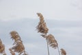 Serenity in Nature - Reed on Sky Royalty Free Stock Photo