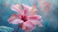 Beautiful Pink Hibiscus Flower in Full Bloom on Green Background Royalty Free Stock Photo