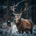 Majestic Noble Deer in Winter Wonderland