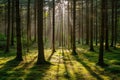 A stunning photo capturing the radiant sun shining through the dense canopy of a forest, A hidden forest glade with sunlight