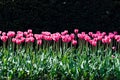 A stunning photo capturing rows of tall pink tulips standing tall in a sea of lush green field Royalty Free Stock Photo