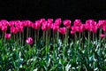 A stunning photo capturing rows of tall pink tulips standing tall in a sea of lush green field Royalty Free Stock Photo