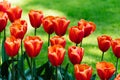 A stunning photo capturing rows of tall red tulips standing tall in a sea of lush green field Royalty Free Stock Photo