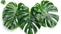 Monstera Plant Leaves - Tropical Evergreen Vine Isolated on White Background with Clipping Path