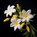 Vibrant Thai Art: Three White And Yellow Flowers On Black Background Royalty Free Stock Photo