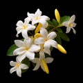 Cambodian Art-inspired White Flowers On Black Background