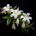 Exotic White Jasmine Flower: A Stunning Artistic Capture In Tonga Style Royalty Free Stock Photo