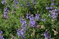 Beautiful wild lupine bush blooming in the summer