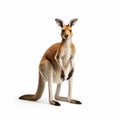 Stunning Photo-realistic Kangaroo: White Background, 8k Ultra Hd