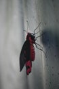 Beautiful swallowtail butterfly resting on a screen Royalty Free Stock Photo