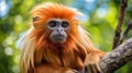 Stunning Photo Of Red Monkey With Brown Fur In Brazilian Zoo