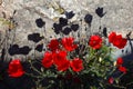 Stunning photo of red poppy flowers and its shadow