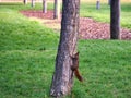 A Playful Red Squirrel Climbing A Tree