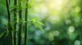 Serene Green Bamboo Stems on Blurred Background - Perfect Space for Text Royalty Free Stock Photo