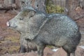 Stunning photo of a wild javelina body