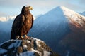 Majestic Bald Eagle on Snow-Capped Mountain Peak Royalty Free Stock Photo