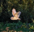 A stunning photograph of a Barn Owl in flight over a meadow during the early evening
