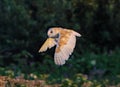 A stunning photograph of a Barn Owl in flight over a meadow during the early evening