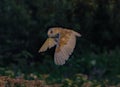 A stunning photograph of a Barn Owl in flight over a meadow during the early evening