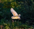 A stunning photograph of a Barn Owl in flight over a meadow during the early evening