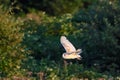 A stunning photograph of a Barn Owl in flight over a meadow during the early evening