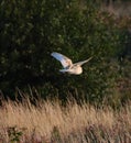 A stunning photograph of a Barn Owl in flight over a meadow during the early evening