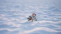 Lonely Holly: A Romantic Red Bloom In The Snow Royalty Free Stock Photo