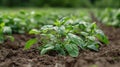 Abundant Potato Plants in a Lush Green Field Royalty Free Stock Photo