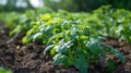 Abundant Potato Plants in a Lush Green Field Royalty Free Stock Photo