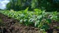 Abundant Potato Plants in a Lush Green Field Royalty Free Stock Photo