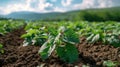 Abundant Potato Plants in a Lush Green Field Royalty Free Stock Photo