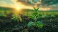 Dicotyledonous Withania Plant Thriving in Countryside Field