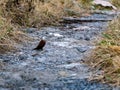 Bird Carrying Dry Grass for Nest Building