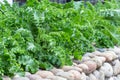 The vibrant green leaves of the kale are perfectly contrasted against the natural light of the outdoors.