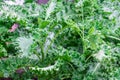 The vibrant green leaves of the kale are perfectly contrasted against the natural light of the outdoors.