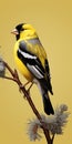 Stunning Photorealistic Renderings Of Black And Yellow Birds Royalty Free Stock Photo