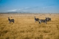 Sunrise with majestic zebras in Tsavo East National Park, Kenya