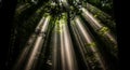 Magic light beams illuminate a dark lush forest Royalty Free Stock Photo
