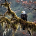 Majestic Bald Eagle Perched on Mossy Branch with River in Background