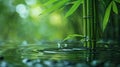 Serene Bamboo Stalks on Reflecting Water