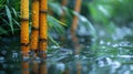 Serene Bamboo Stalks on Reflecting Water
