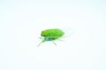 Cicadidae, the true green cicadas in white background