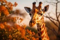 Graceful Giraffe Reaching for Acacia Leaves in African Savannah