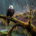 Majestic Bald Eagle Perched on Mossy Branch with River in Background