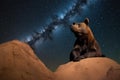 Brown Hyena Den Under the Milky Way in Namibia