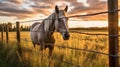 Golden Hour Grazing: Majestic Horse in Tall Grass Field with Wooden Fence and Treeline Background Royalty Free Stock Photo