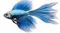 Stunning Hyper-detail Image Of Majestic Blue Betta Fish