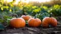 Glowing Pumpkin Patch at Dusk Royalty Free Stock Photo