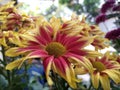 Vibrant Harmony: Red and Yellow Blooms Dance in the Sun