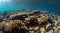 School of Clownfish in Natural Habitat Royalty Free Stock Photo